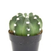 ECHİNOPSİS DOMİNO KAKTUS LÜX SERİ thumbnail 1