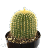 NOTOCACTUS GOLDENBALL KAKTÜS thumbnail 2