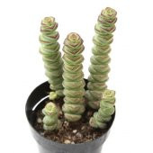 LEVANT CRASSULA BABYS NECKLACE ÖZEL SERİ thumbnail 1
