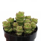 LEVANT CRASSULA JADE NECKLACE SUKULENT thumbnail 1