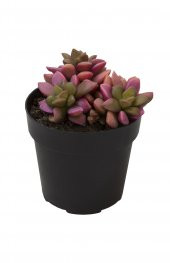 Anacampseros telephiastrum Variegata Sunrise Sukulent thumbnail 1