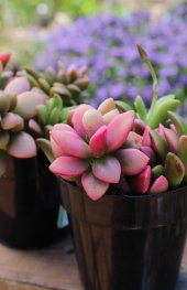 Anacampseros telephiastrum Variegata Sunrise Sukulent thumbnail 4