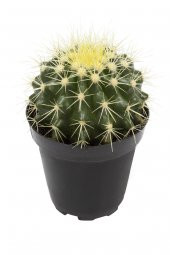 Echinocactus grusonii Golden Barrel Kaktüs thumbnail 1