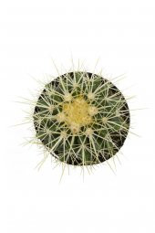 Echinocactus grusonii Golden Barrel Kaktüs thumbnail 2