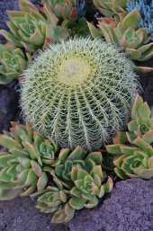 Echinocactus grusonii Golden Barrel Kaktüs thumbnail 4
