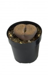 LITHOPS SPP thumbnail 1