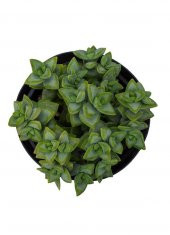 Crassula Rupestris Sukulent thumbnail 2