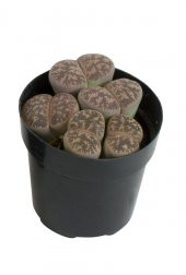 LITHOPS SPP thumbnail 2
