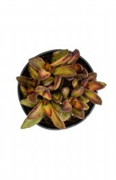 Kalanchoe tomentosa Cinnamon Sukulent thumbnail 3