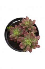 Sedum rubrotinctum Aurora Sukulent thumbnail 2