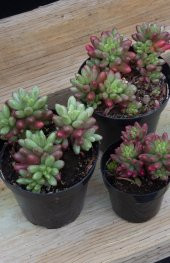 Sedum rubrotinctum Aurora Sukulent thumbnail 3