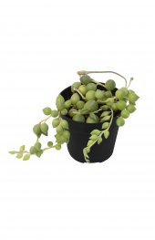 SENECIO STRING OF RAINDROPS SUKULENT thumbnail 1