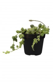 SENECIO STRING OF RAINDROPS SUKULENT thumbnail 2