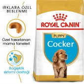 Royal Canin Cocker Junior 3 Kg. thumbnail 2