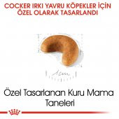 Royal Canin Cocker Junior 3 Kg. thumbnail 3