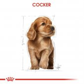 Royal Canin Cocker Junior 3 Kg. thumbnail 4