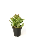 Crassula Ovata Para Çiçeği 10 Cm thumbnail 2