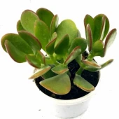 Crassula Ovata Para Çiçeği 10 Cm thumbnail 1