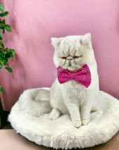 Pinky Pie Kedi Papyonu thumbnail 1