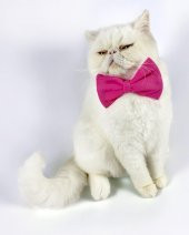 Pinky Pie Kedi Papyonu thumbnail 2