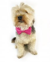 Pinky Pie Köpek Papyonu Kurdela thumbnail 2