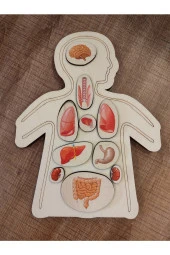 Renkli Organlar Puzzle thumbnail 3