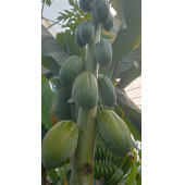 Papaya 2 adet (Ağaç kavunu) thumbnail 2