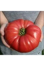 Köy Domates Tohumu 10 Adet thumbnail 2