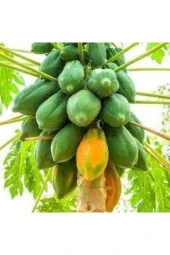 Papaya Ağacı Tohumu 15 Adet thumbnail 2
