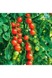 Cherry Domates Tohumu - 100 Adet thumbnail 1