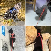 Periboia Kedi Tasması thumbnail 3