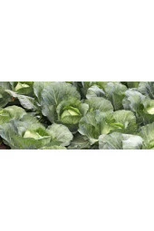 Lahana Tohumu thumbnail 3