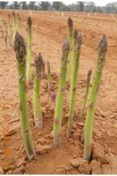 Asparagus Tohumu thumbnail 1