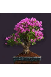Bonsai Begonvil Tohumu thumbnail 2