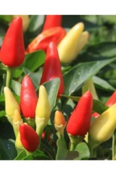 Biber Biberiye Tohumu thumbnail 2