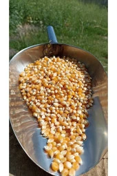 ŞENLER - Cin Mısır - Popcorn - 1 Kg thumbnail 2