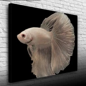 Siyam Balığı Kanvas Tablo 50 x 70 thumbnail 3