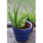 Aloe vera bitkisi 2 kök thumbnail 2