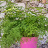 TÜL KUŞKONMAZ (ASPARAGUS PLUMOSUS) thumbnail 1