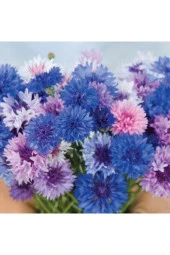 Ayc Botanik 10 Adet Cornflower Mix Tohumu thumbnail 2