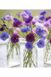 Ayc Botanik 10 Adet Cornflower Mix Tohumu thumbnail 3