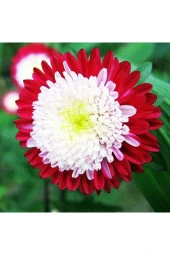 Ayc Botanik 10 Adet Aster Pompon Winter Cherry Red Tohumu thumbnail 1