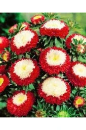 Ayc Botanik 10 Adet Aster Pompon Winter Cherry Red Tohumu thumbnail 2