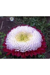 Ayc Botanik 10 Adet Aster Pompon Winter Cherry Red Tohumu thumbnail 3