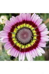 Ayc Botanik 10 Adet Painted Daisy Tohumu thumbnail 2