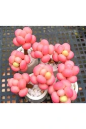 Ayc Botanik 10 Adet Egg-like Succulent Tohumu thumbnail 1