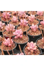 Ayc Botanik 10 Adet Egg-like Succulent Tohumu thumbnail 2