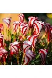 Ayc Botanik 20 Adet Oxalis Versicolor Çiçeği Tohumu thumbnail 2