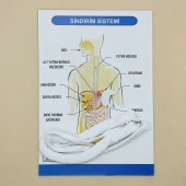 Sindirim Sistemi Modeli Deney Seti thumbnail 1