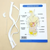 Sindirim Sistemi Modeli Deney Seti thumbnail 2